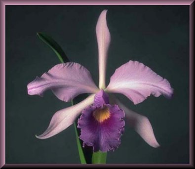 Original Image �1996 Greg Allikin